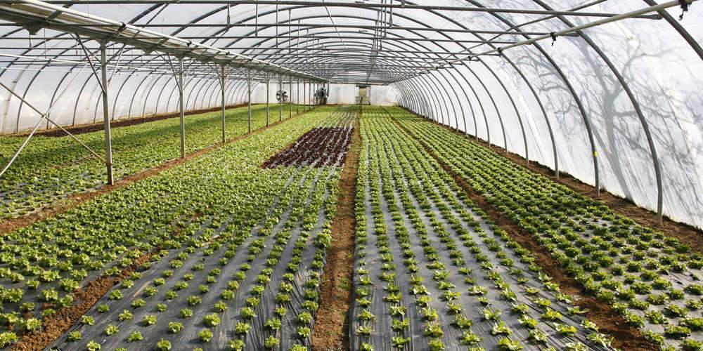 θερμοκήπιο pπρ