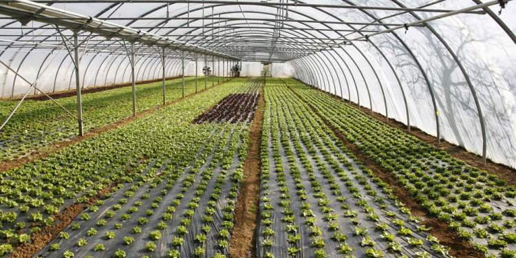 θερμοκήπιο pπρ