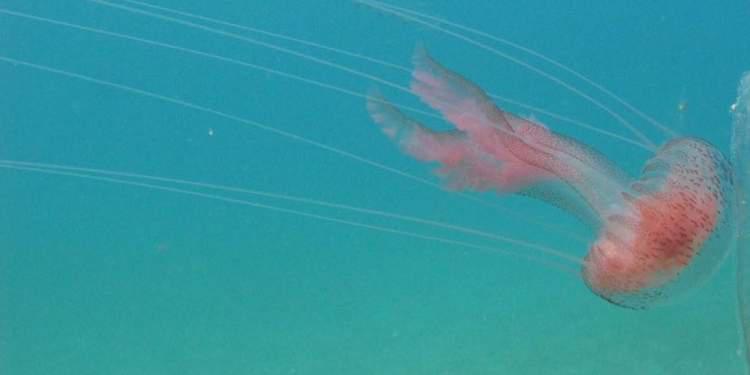 Όλα τα είχαμε οι τσούχτρες μας έλειπαν - Γιατί γέμισε ο Θερμαϊκός