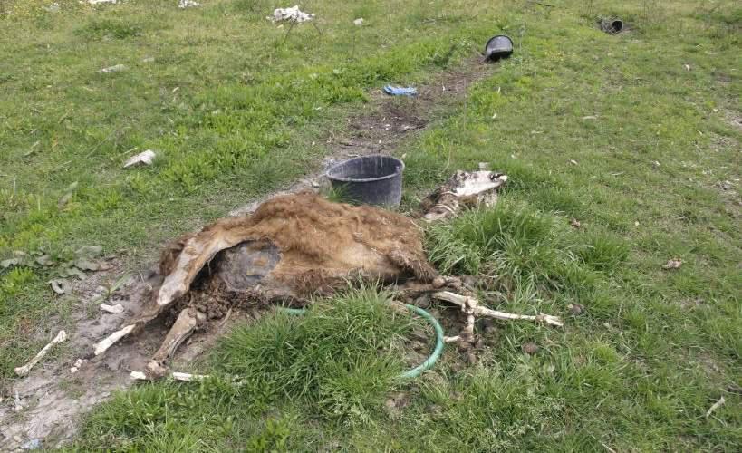 Δεμένα ζώα ψυχορραγούν δίπλα σε κουφάρια σε ζωολογικό κήπο στην Πάτρα [Σκληρές εικόνες]