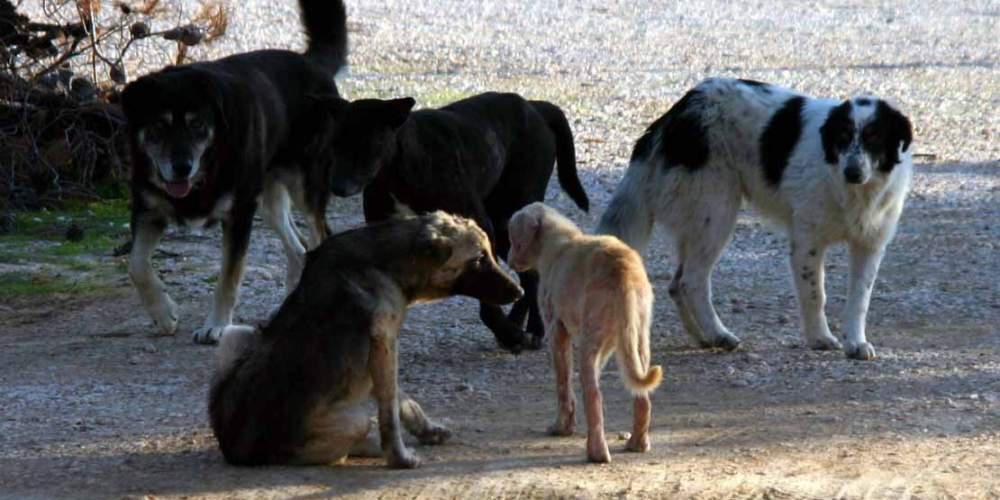 200 ζώα από το καταφύγιο Χαλκίδας βγαίνουν στο δρόμο με απόφαση Εισαγγελέα