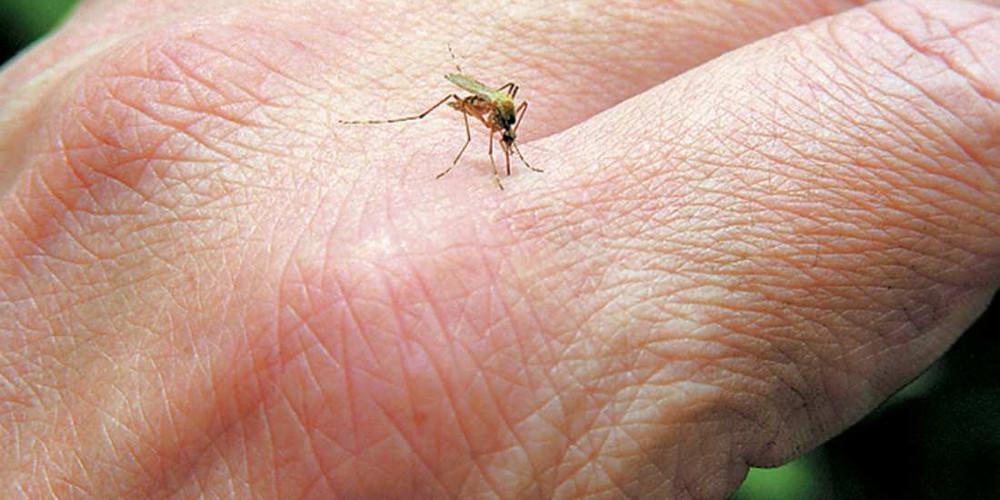 ιός του Δυτικού Νείλου