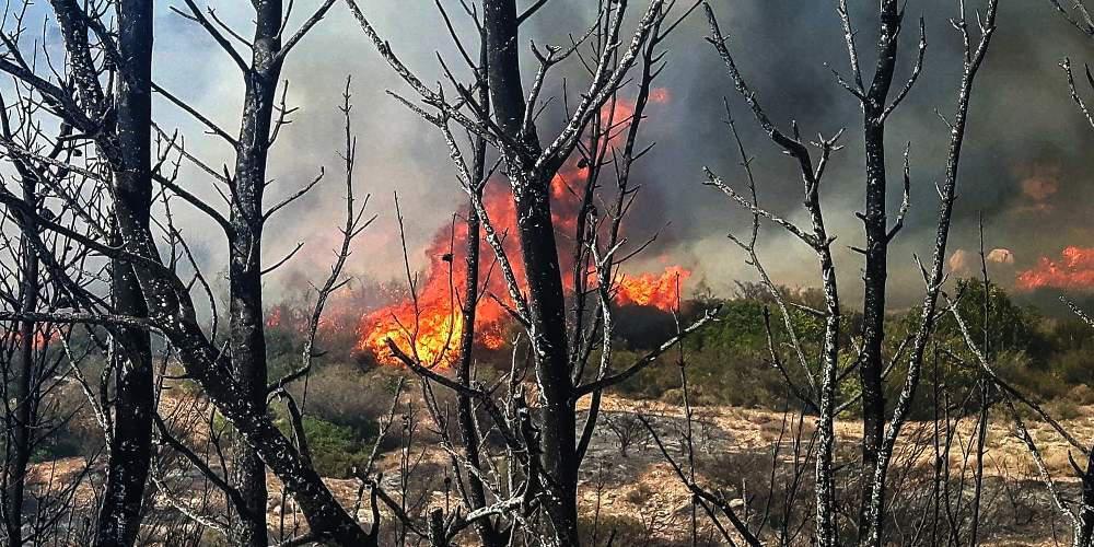 Φωτιά και στην Αμαλιάδα