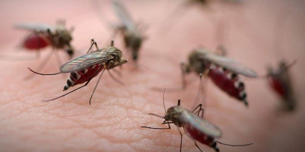 κρούσματα ελονοσίας