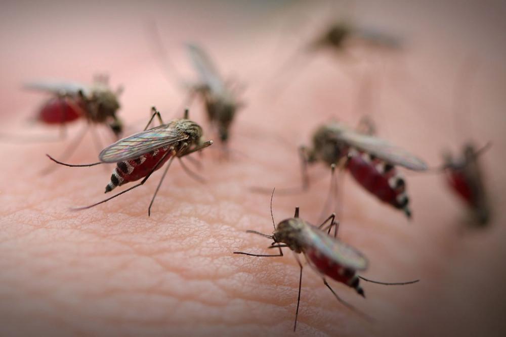 ΠΟΥ: Αυξήθηκαν ξανά τα κρούσματα ελονοσίας