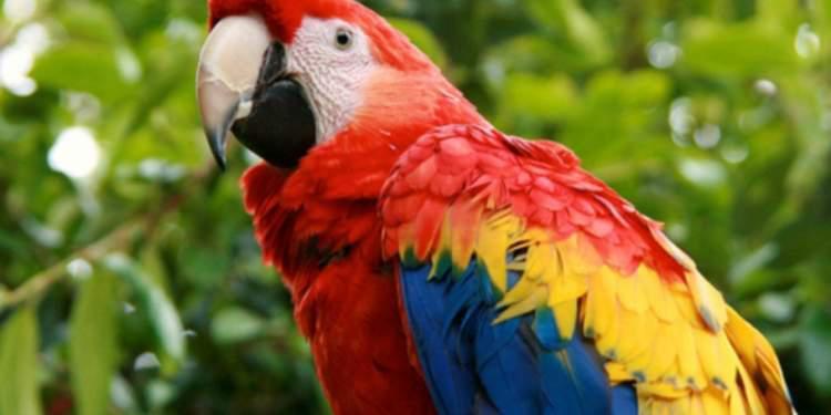 ΗΠΑ παπαγάλος καγκουρό