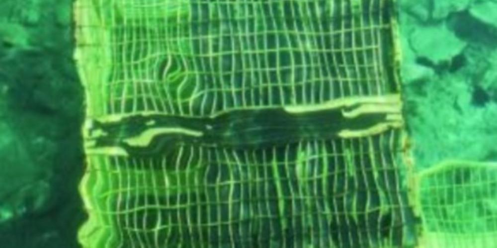 Πανικός στο λιμάνι της Αλοννήσου - Παιδί παραλίγο να πνιγεί εγκλωβισμένο σε σιδερένιο κλουβί