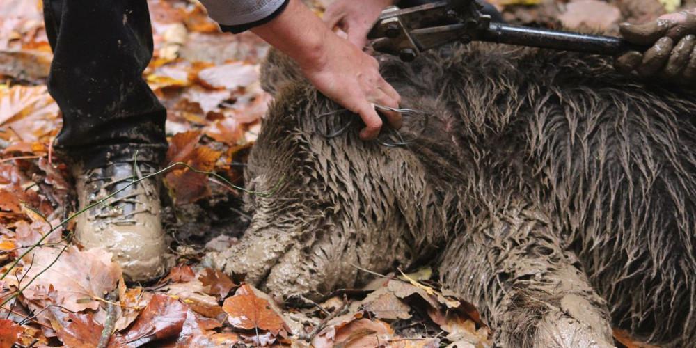 Καρέ καρέ ο απεγκλωβισμός αρκούδας από παράνομη παγίδα στα Γρεβενά