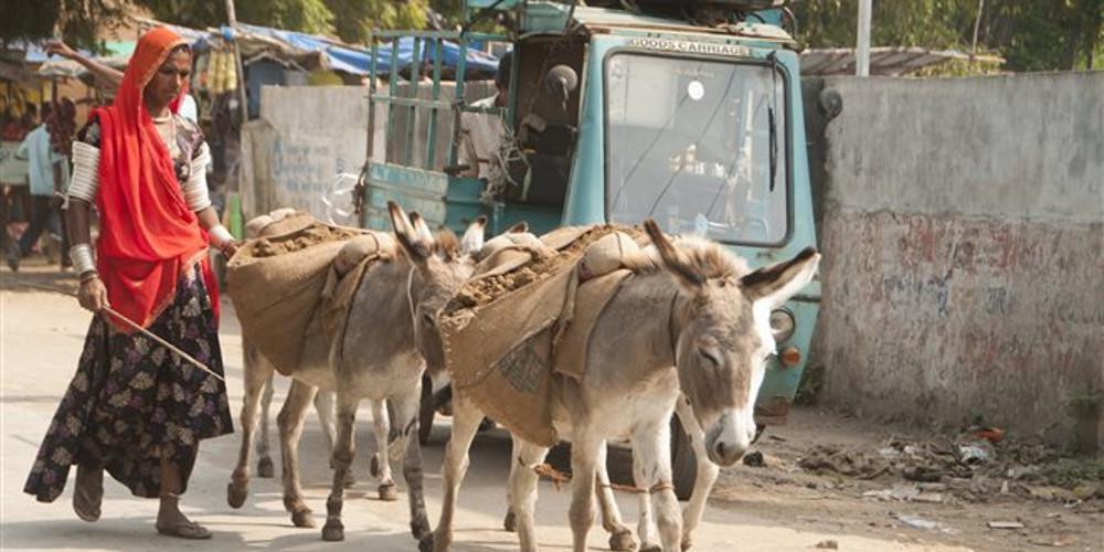 Απίστευτο: Στη φυλακή οδηγήθηκαν οχτώ γάιδαροι