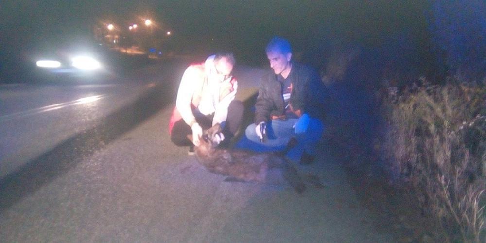 Νεκρή λύκαινα σε τροχαίο στην Καστοριά [εικόνες]