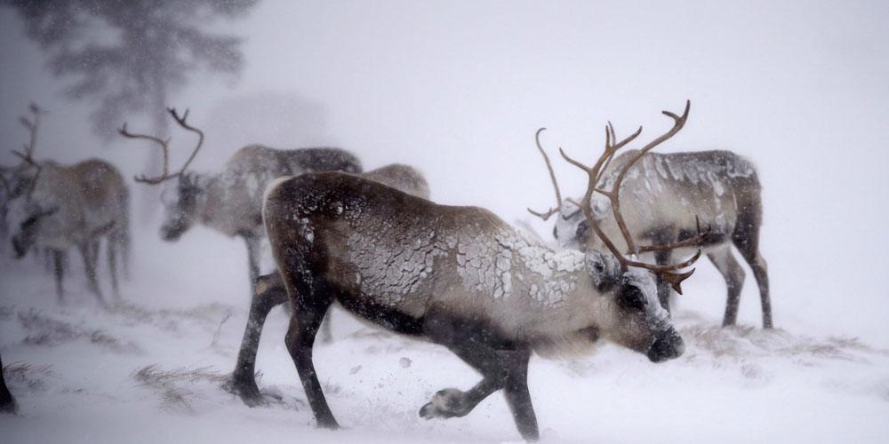 Μέτρα από εταιρία σιδηροδρόμων για να μην συγκρούονται οι τάρανδοι με τα τραίνα στη Νορβηγία