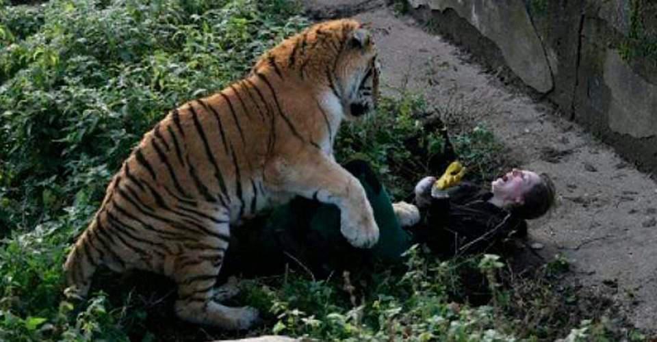 Τίγρης κατασπάραξε φύλακα ζωολογικού κήπου