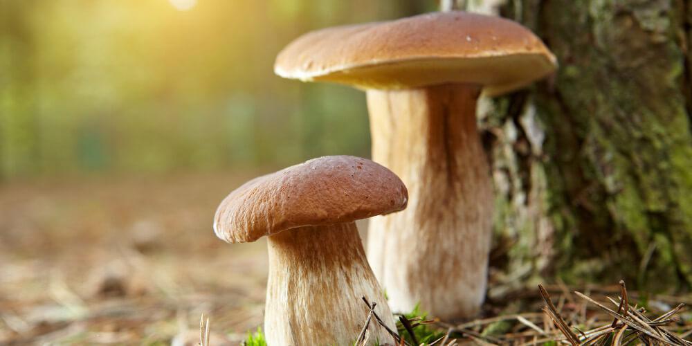 «Ο πατέρας μου μάζεψε τα μανιτάρια από το βουνό» – Tι λέει ο γιος του ζευγαριού που θα μεταφερθεί στην Ιταλία για μεταμόσχευση [βίντεο]