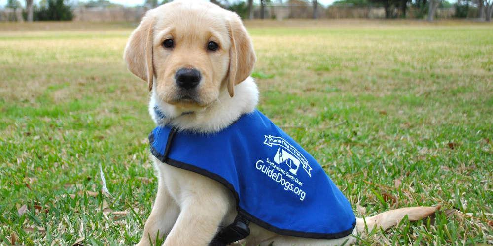 Πώς τα σκυλιά κλέβουν με τα μάτια τους τις καρδιές των ανθρώπων