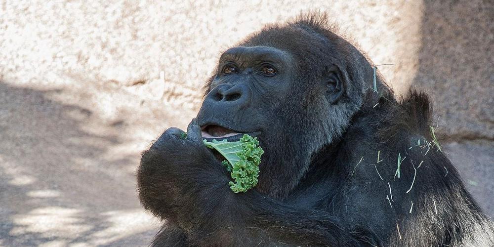 Πέθανε ο Βίλα, ένας από τους γηραιότερους γορίλες στον κόσμο