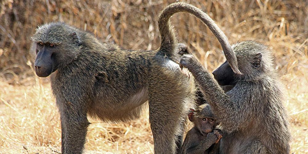 Συναγερμός από απόδραση μπαμπουίνων στην Γαλλία - Έκλεισε ο ζωολογικός κήπος