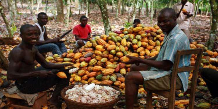 Καλλιεργητές κακαόδεντρων