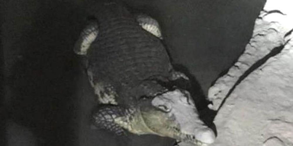 Απίστευτο: Αστυνομικοί εντόπισαν σε υπόγειο ... κροκόδειλο ψάχνοντας για όπλα