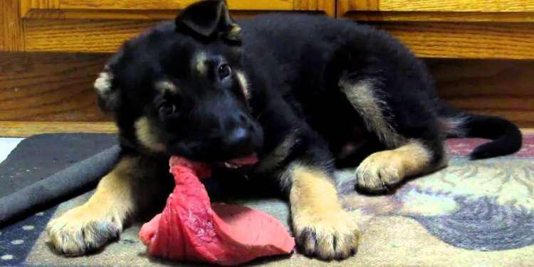 Προσοχή: Μην ταΐζετε ωμό κρέας τα κατοικίδιά σας, κινδυνεύετε και εσείς!