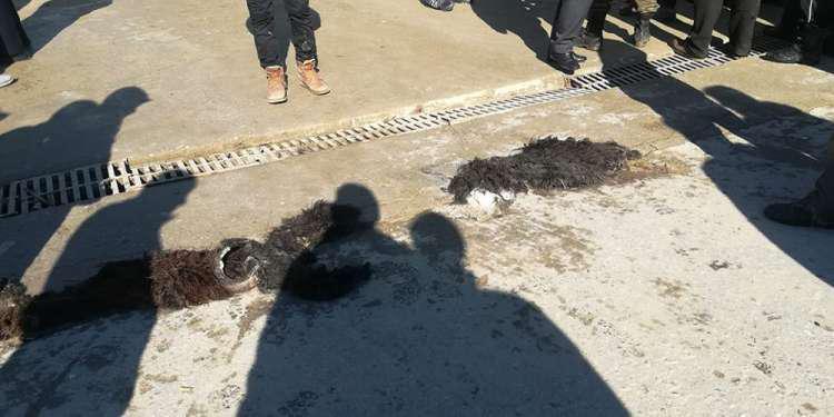 Με προβιές υποδέχτηκαν τον Μουζάλα οι κάτοικοι στη Μόρια [βίντεο]