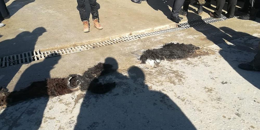 Με προβιές υποδέχτηκαν τον Μουζάλα οι κάτοικοι στη Μόρια [βίντεο]