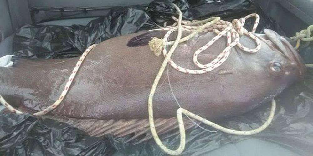 Απίστευτη ψαριά στην Σίφνο! Έπιασαν δύο ψάρια 105 κιλών! [βίντεο]