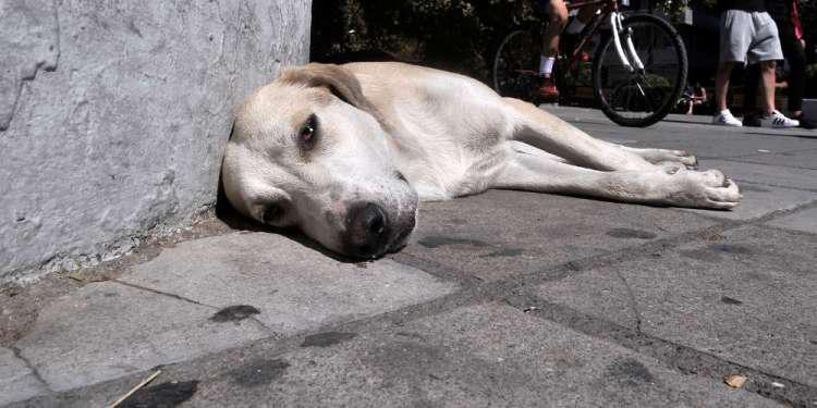 ευθανασία αδέσποτων σκύλων