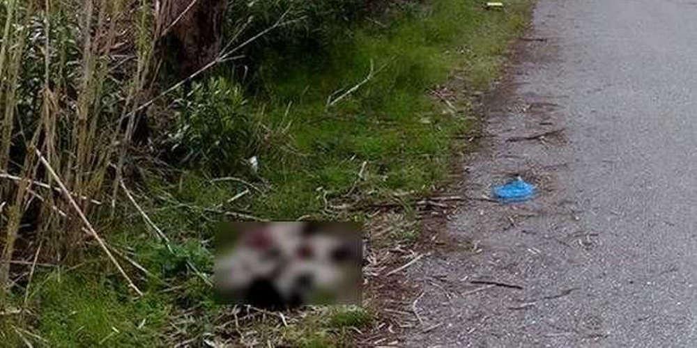 Φρίκη στο Μεσολόγγι: Σκότωσαν επτά κουτάβια - Επικηρύχθηκαν με 1200 οι δράστες