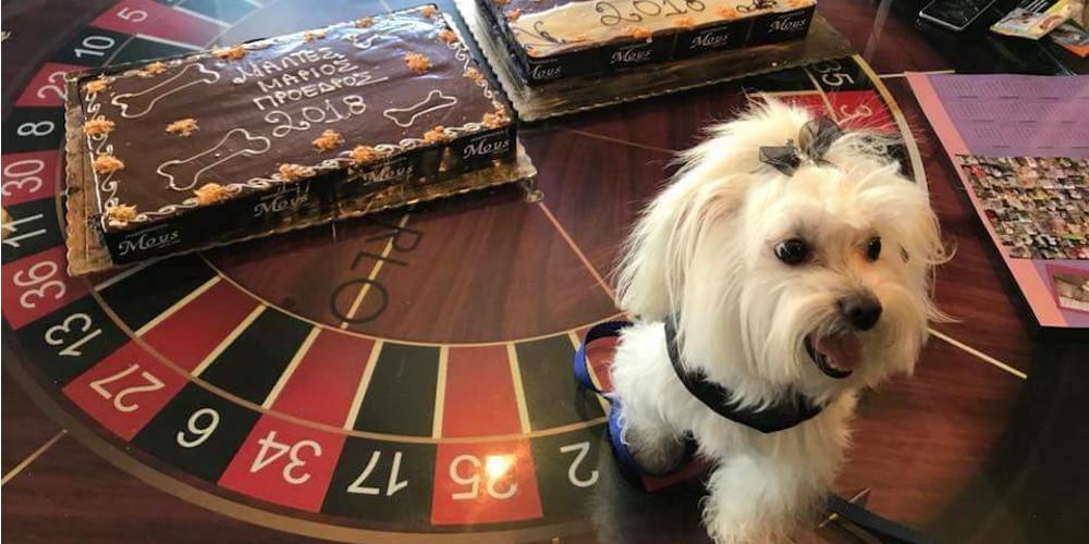 Η ομάδα Μαλτέζ Μάριος Πρόεδρος έκοψε την πρωτοχρονιάτικη πίτα της [εικόνες]