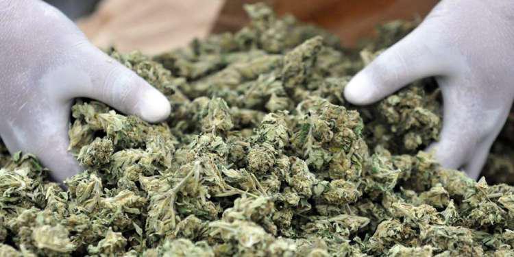 Απίστευτο: Πληρώνεται 50 ευρώ την ώρα για να δοκιμάζει… μαριχουάνα!