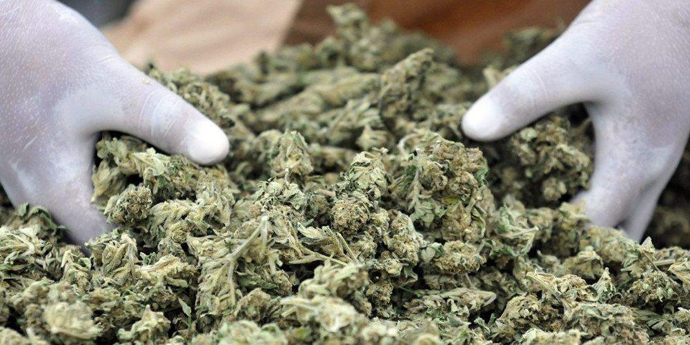 Απίστευτο: Πληρώνεται 50 ευρώ την ώρα για να δοκιμάζει… μαριχουάνα!