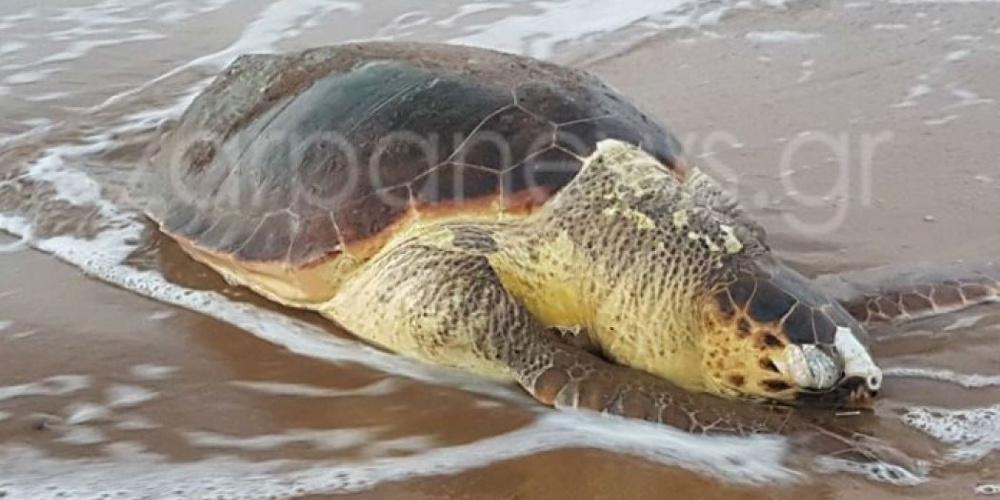 Τεράστια χελώνα ξεβράστηκε στα Χανιά [εικόνες]