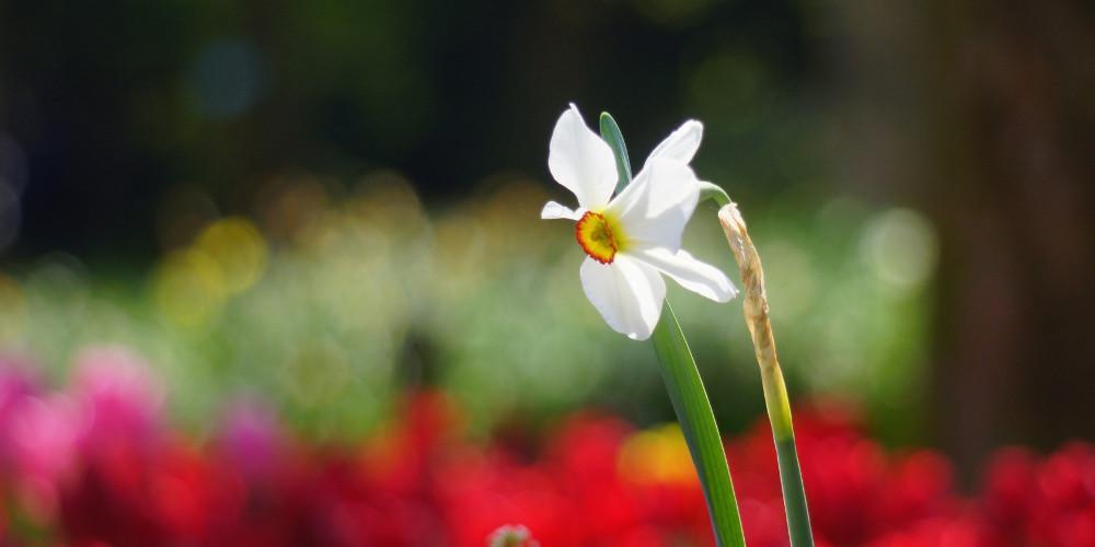 Πρόγνωση καιρού: Πιάνει νωρίς το Καλοκαίρι - Στους 27 βαθμούς θα ανέβει το θερμόμετρο