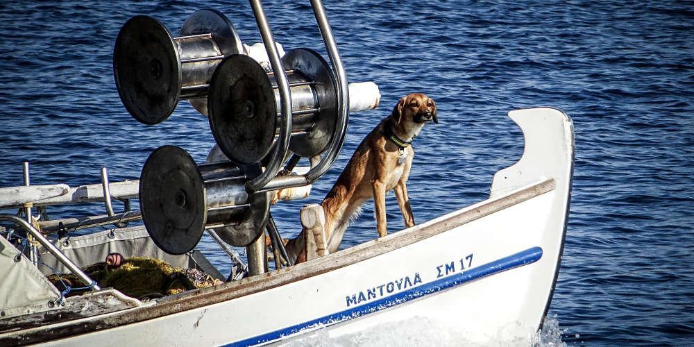 «Χαράτσι» και στα κατοικίδια! Υποχρεωτική στείρωση αλλιώς… 100 ευρώ