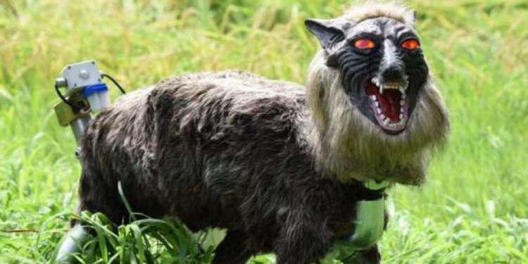 Λύκοι-ρομπότ θα προστατεύουν τα κοπάδια από πραγματικούς λύκους!