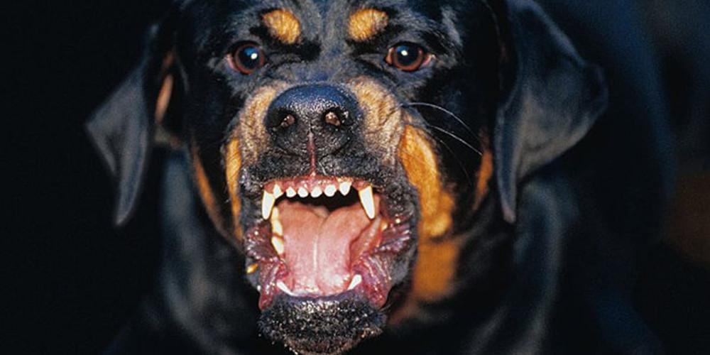 Συγκλονίζει η μητέρα του 5χρονου που κατασπάραξαν τα ροτβάιλερ στην Κοζάνη