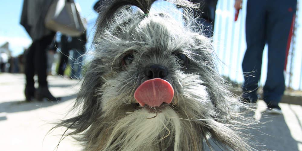 Κτήνη πυροβόλησαν και τραυμάτισαν με αιχμηρό αντικείμενο σκύλο στην Κρήτη