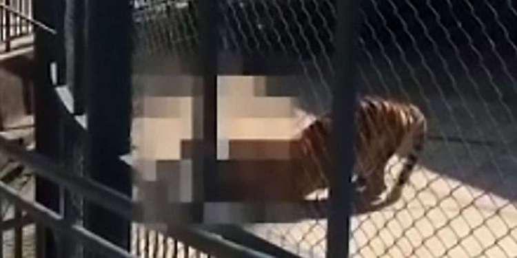 Φρίκη: Τίγρης κατασπαράσσει τον φύλακα που την τάιζε [βίντεο]