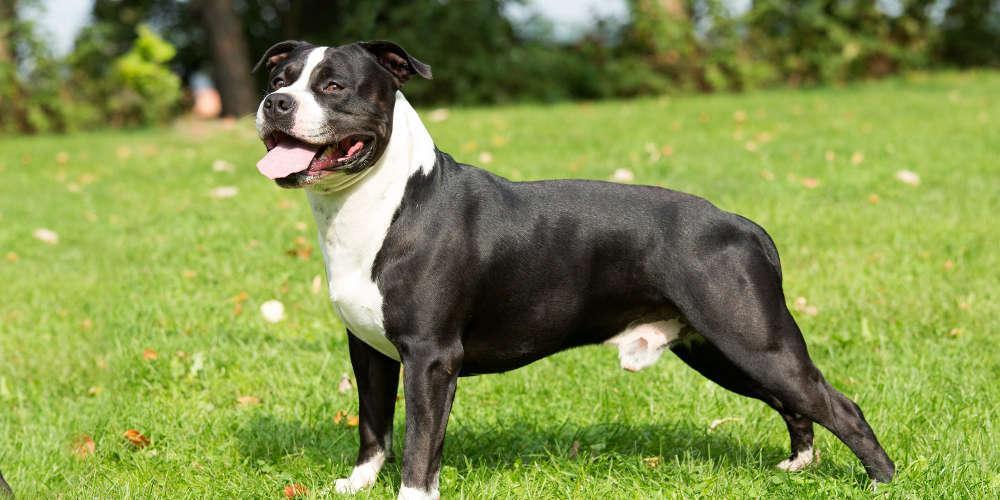 Ανείπωτη τραγωδία: Σκυλί σκότωσε επτά μηνών βρέφος στην Γερμανία