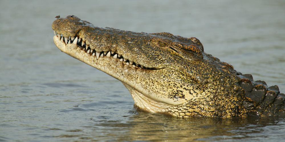 Απίστευτο: Μέχρι κροκόδειλους δέσμευσαν πέρυσι τα τελωνεία