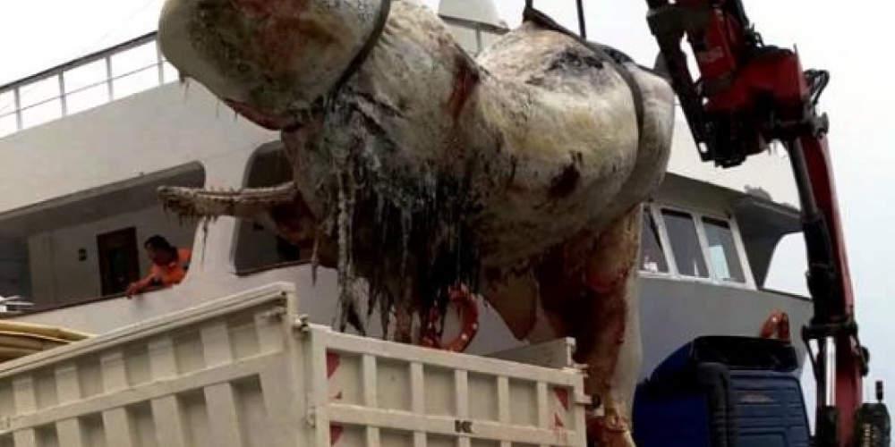 Παθολογικά αίτια ή πλαστικά: Πού οφείλεται ο θάνατος της φάλαινας στη Σαντορίνη [εικόνες]