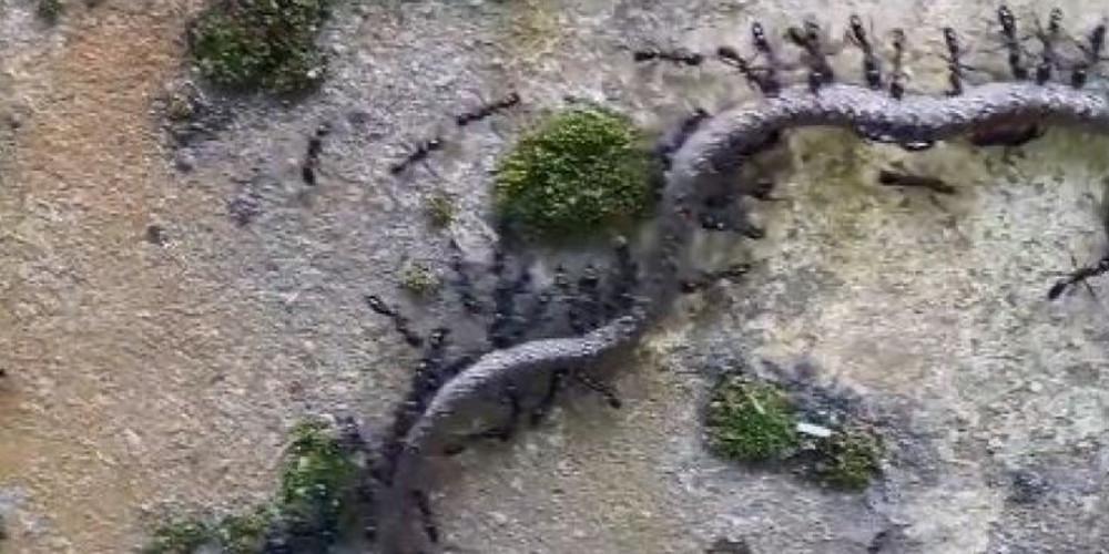 Επική μονομαχία: Μυρμήγκια κατάφεραν και σκότωσαν φίδι [βίντεο]