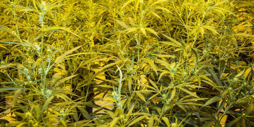 Απόφαση-σταθμός για υπόθεση κάνναβης: Αθωώθηκε 56χρονος