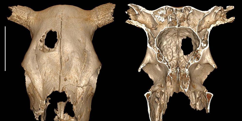 Πριν από 5.000 χρόνια η πρώτη κτηνιατρική επέμβαση