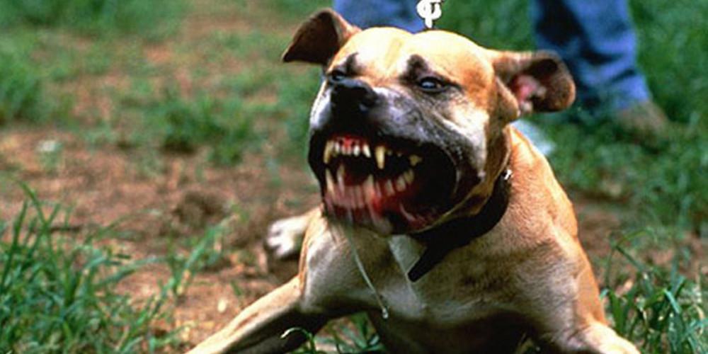 Στο νοσοκομείο 10χρονος από επίθεση αδέσποτου σκύλου στην Πτολεμαΐδα