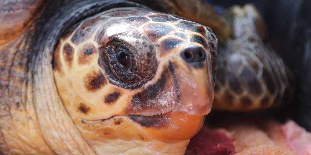 Κινδυνεύει ο γηραιότερος κάτοικος των ελληνικών θαλασσών, η καρέτα καρέτα