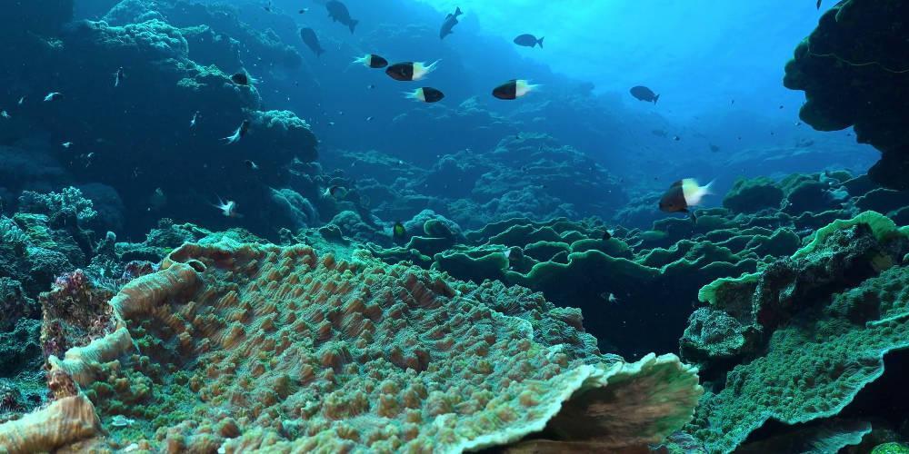 Κήπος από κοράλλια 2 χιλιόμετρα κάτω από την επιφάνεια της θάλασσας [βίντεο]