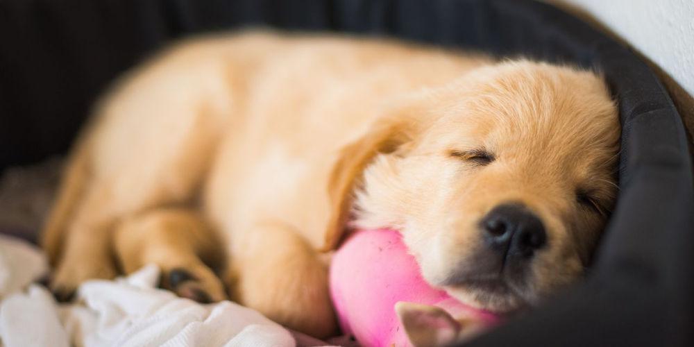 Φρίκη στην Κολομβία: Κτηνίατρος έραβε σε κουτάβια πακέτα με ηρωίνη!