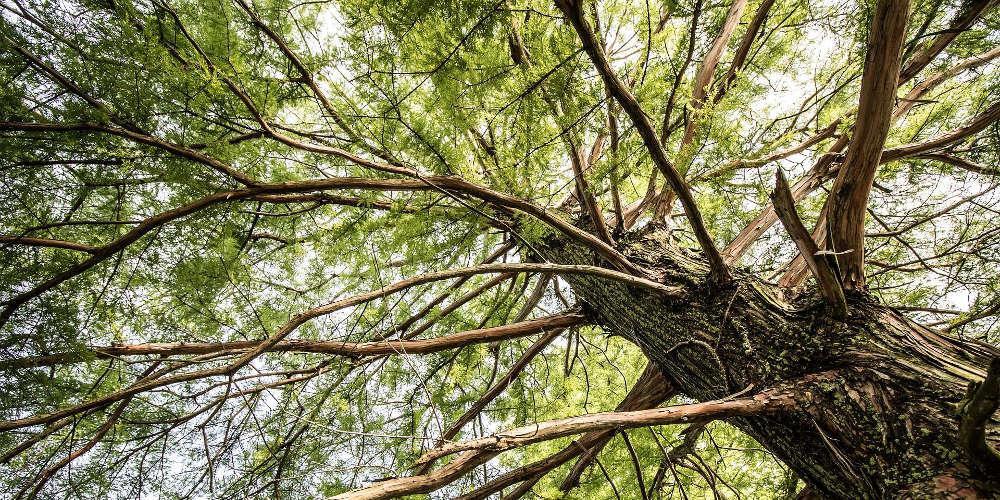 Πεύκο στην Ιταλία 1.230 ετών έκλεψε τον τίτλο από τον «Άδωνι» της Πίνδου