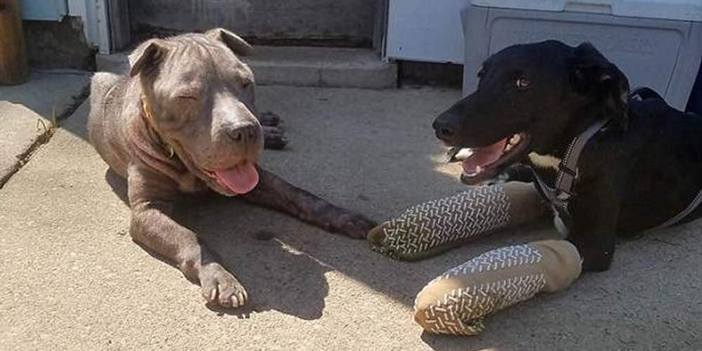 «Τέρατα» κλείδωσαν για μήνες κουτάβι σε κλουβί και παραμορφώθηκαν τα άκρα του [εικόνες]